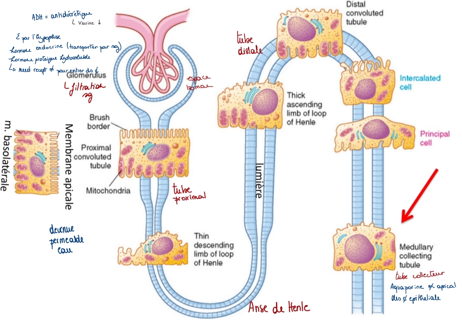<p>néphron ≠ partie</p><p class="has-focus"></p>