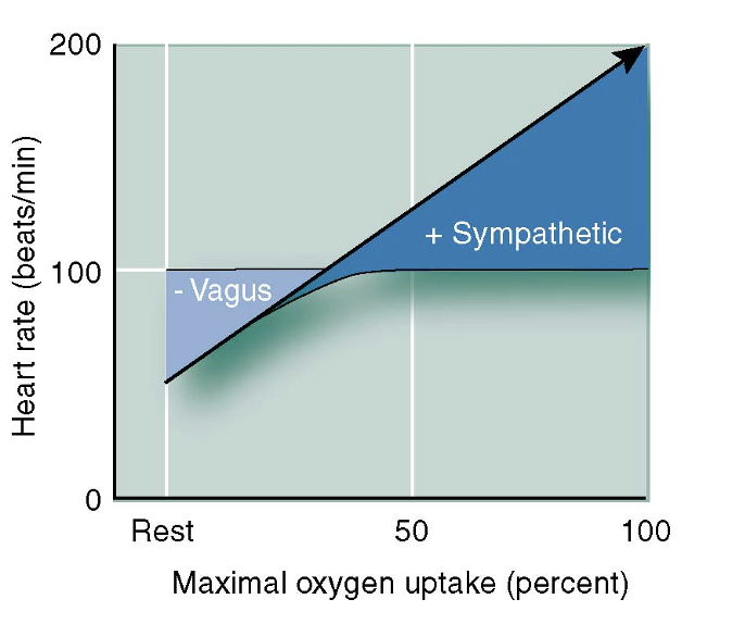 <p>Parasympathetic NS</p><ul><li><p>thru Vagus nerve / parasympathetic tone (like a break on a car)</p></li><li><p>inhibits SA and AV node —> slows HR</p></li></ul><p></p><p>Sympathetic NS</p><ul><li><p>thru cardiac accelerator nerves</p></li><li><p>stimulates SA + AV node → increases HR (chronotropy)</p></li></ul><p></p>