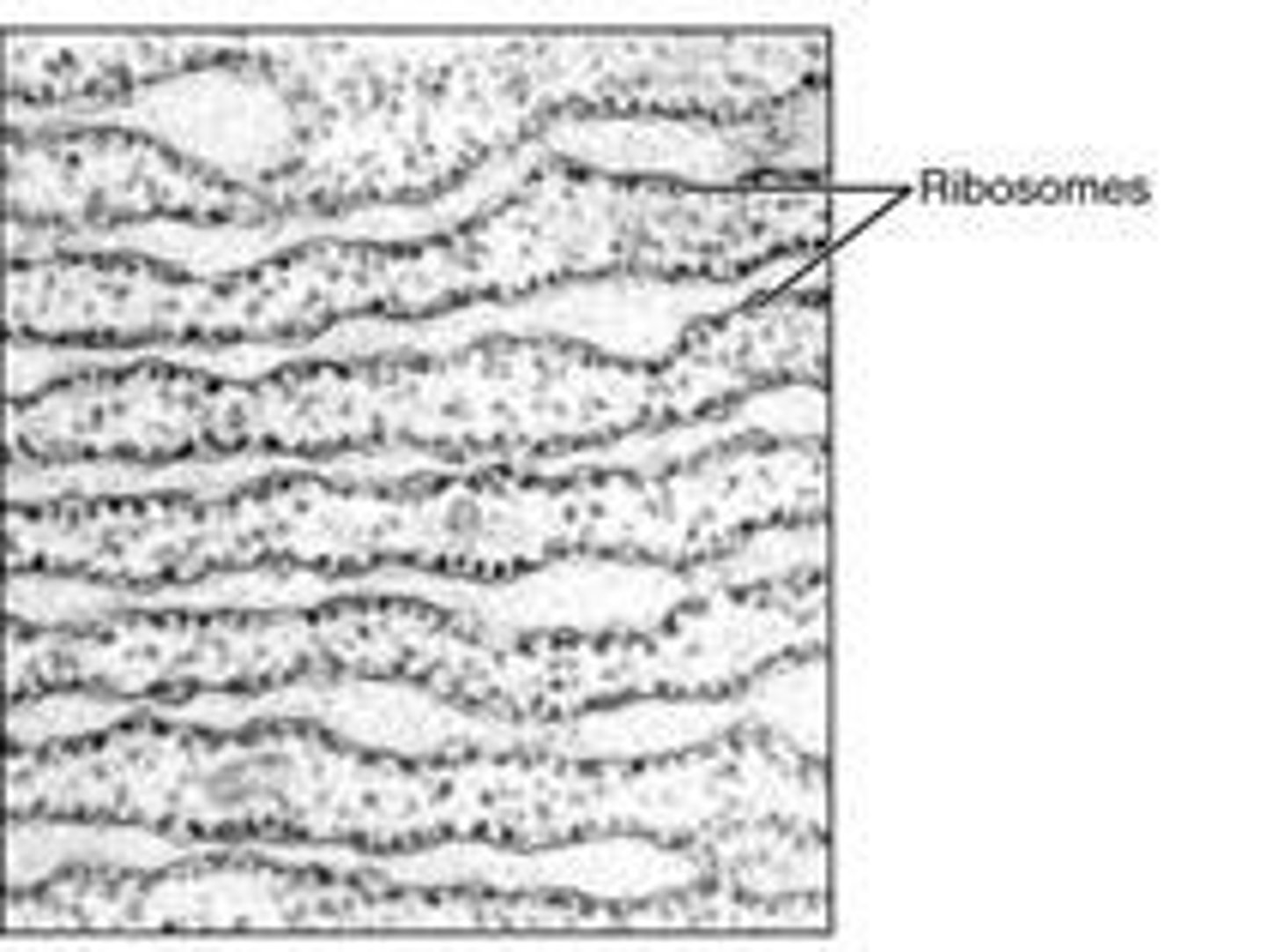 <p>- studded with ribosomes, serves as the site of protein synthesis, and engages in protein modifications and phospholipid synthesis.</p><p>- ribosomes in the cytoplasm will move to the rough E.R and continue protein synthesis</p><p>- hydrophilic: proteins secreted</p><p>- hydrophobic: remains in the rough ER</p>