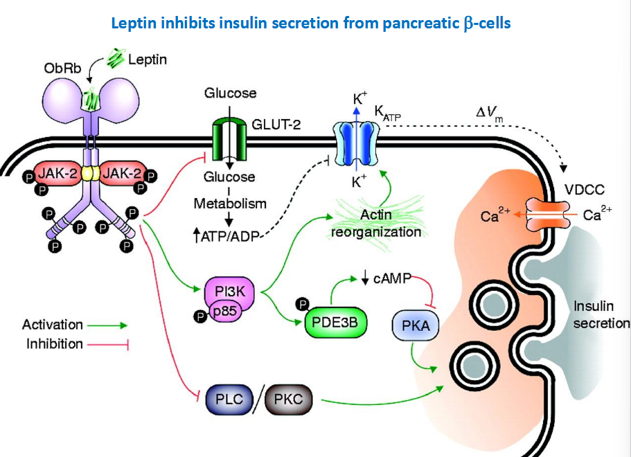 <p>Leptin binds to ObRb, Inhibiting glucose intake (GLUT-2), </p><p>and it also inhibits PLC/PKS </p>