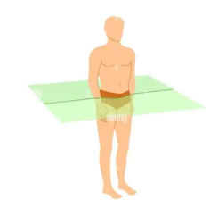 <p>bisects the body into top and bottom halves</p>