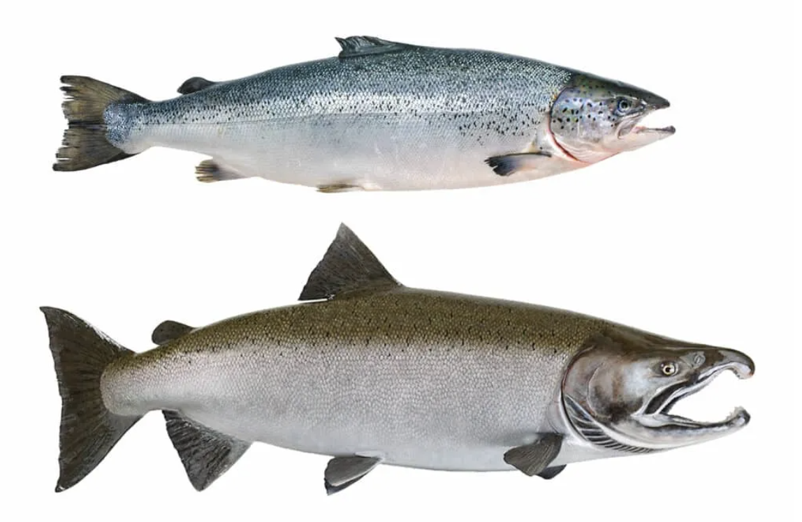 <p>salmon, trout, etc</p><p></p><p></p><p>Key traits:</p><ul><li><p>223 spp</p></li><li><p>freshwater and anadromous, adipose, pelvic axillary process, no spiny fin rays, gill membranes free from isthmus, physotomous swim bladder, mostly cycloid scales&nbsp;</p></li></ul><p></p>