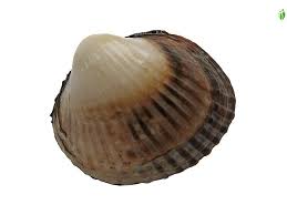<p>Cerastoderma glaucum, idansydänsimpukka</p>