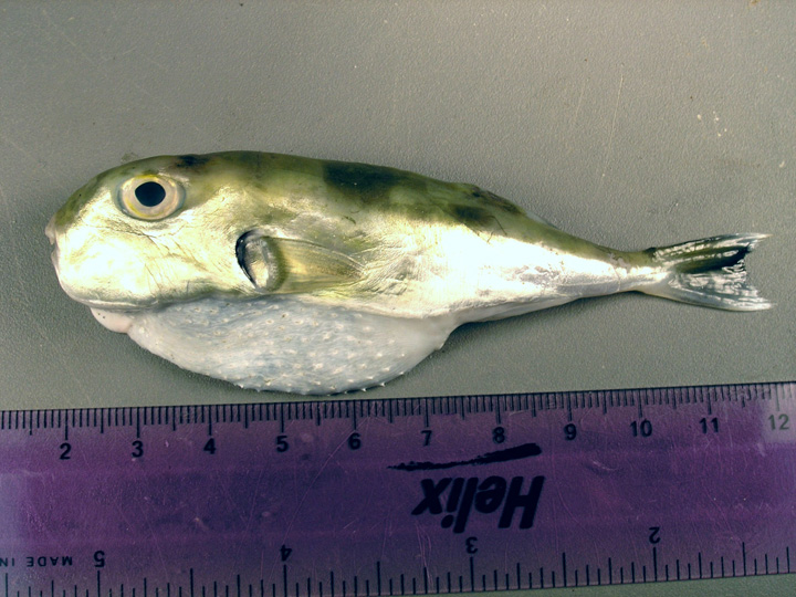 <p>back and top of head are a green color with farther back on dorsal being slightly darker</p><p>sides are silvery</p><p>belly is white</p><p>inflatebale fish</p>