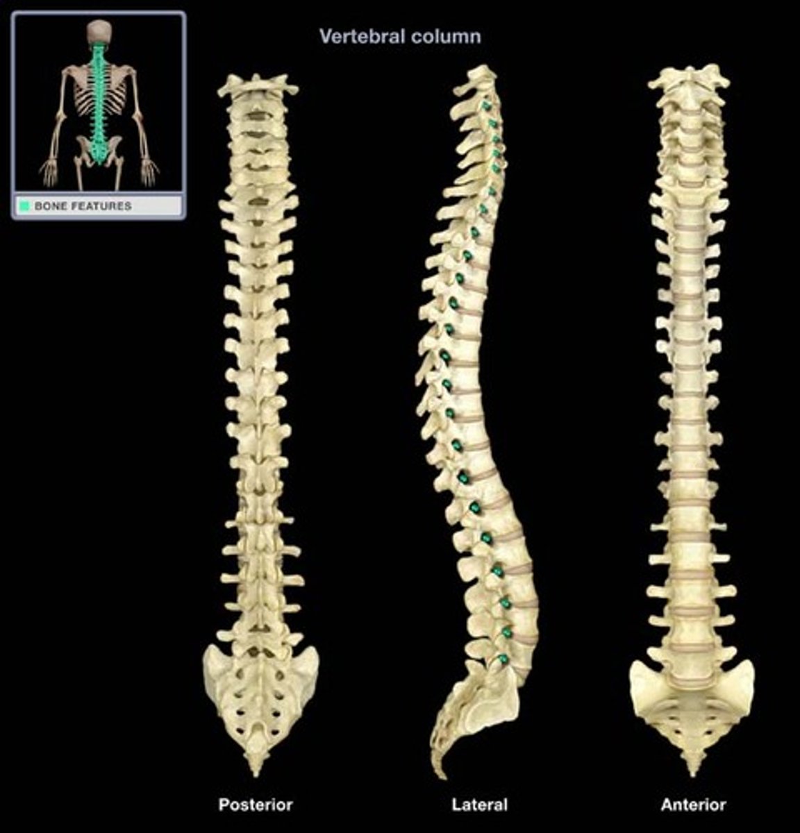 <p>vertebral canal<br>cervical, thoracic, lumbar, and sacral curvatures<br>spinal nerves<br>intervertebral foramen</p>