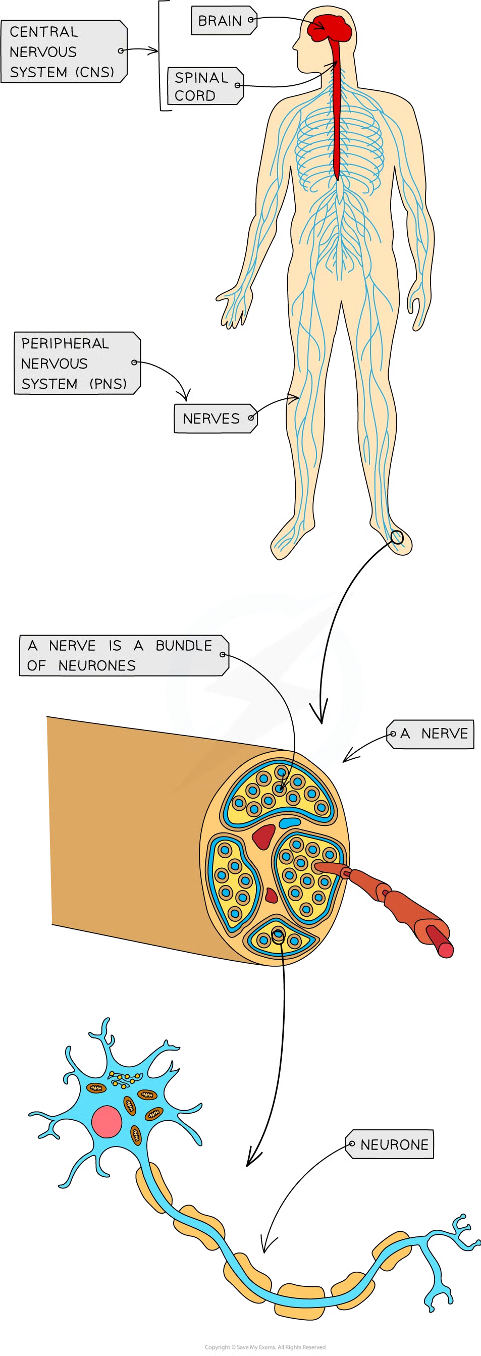 <ul><li><p>make sense of our surroundings nad respond to them and to coordinate and regulate body functions</p></li><li><p>info sent thru nervous system as nerve impulses which are electrical signals passing along nerve cells (neurones)</p></li></ul><p></p>