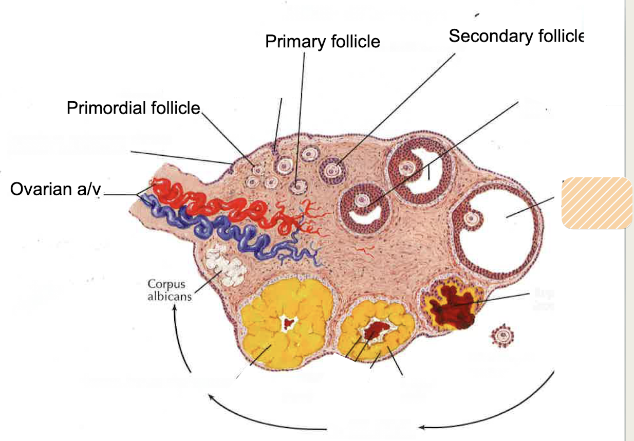 <p><span>after follicle develops, typically contains antrum (fluid filled space) that will rupture</span></p>