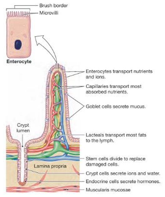 <p>by maximizing the surface area.</p><ul><li><p>absorption takes place along the villi</p></li><li><p>fluid an hormone secretion and cell renuwal from stem cells ocuurs in the crypts</p></li></ul><p></p>