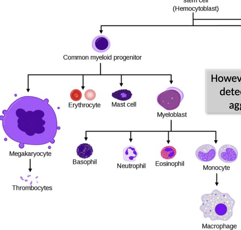 <ul><li><p><span><span>function in the innate immune, as “first responders” to</span></span><br><span><span>infection, recognizing and responding to PAMPs with their PRRs</span></span></p></li><li><p><span style="color: rgb(0, 0, 0);"><span>However, each also has receptors that detect Ab bound to Ag and trigger aggressive effector responses</span></span></p></li><li><p><span style="color: rgb(0, 0, 0);"><span>So these function in both innate &amp; adaptive immunity</span></span></p></li></ul><p></p>
