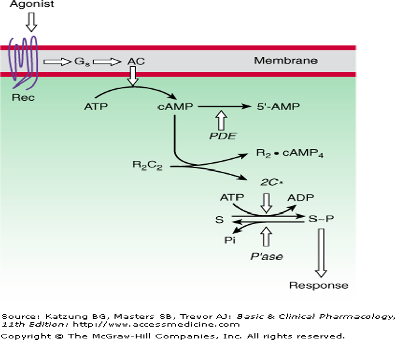 <ul><li><p>Extracellular domain binds to ligand</p></li><li><p>Intracellular domain of receptor linked to G-protein —> activates second messenger</p><ul><li><p>Second messengers = molecules that relay signals from receptors on cell surface to target molecules inside cell, cytoplasm, nucleus</p></li><li><p>Often activated adenyl cyclase —> cAMP</p></li><li><p>everything between g-protein receptor and biological response is second messenger</p></li></ul></li><li><p>protein phosphorylation</p></li></ul><p></p><p>Ex. alpha and beta receptors, muscarinic receptors</p><p></p>