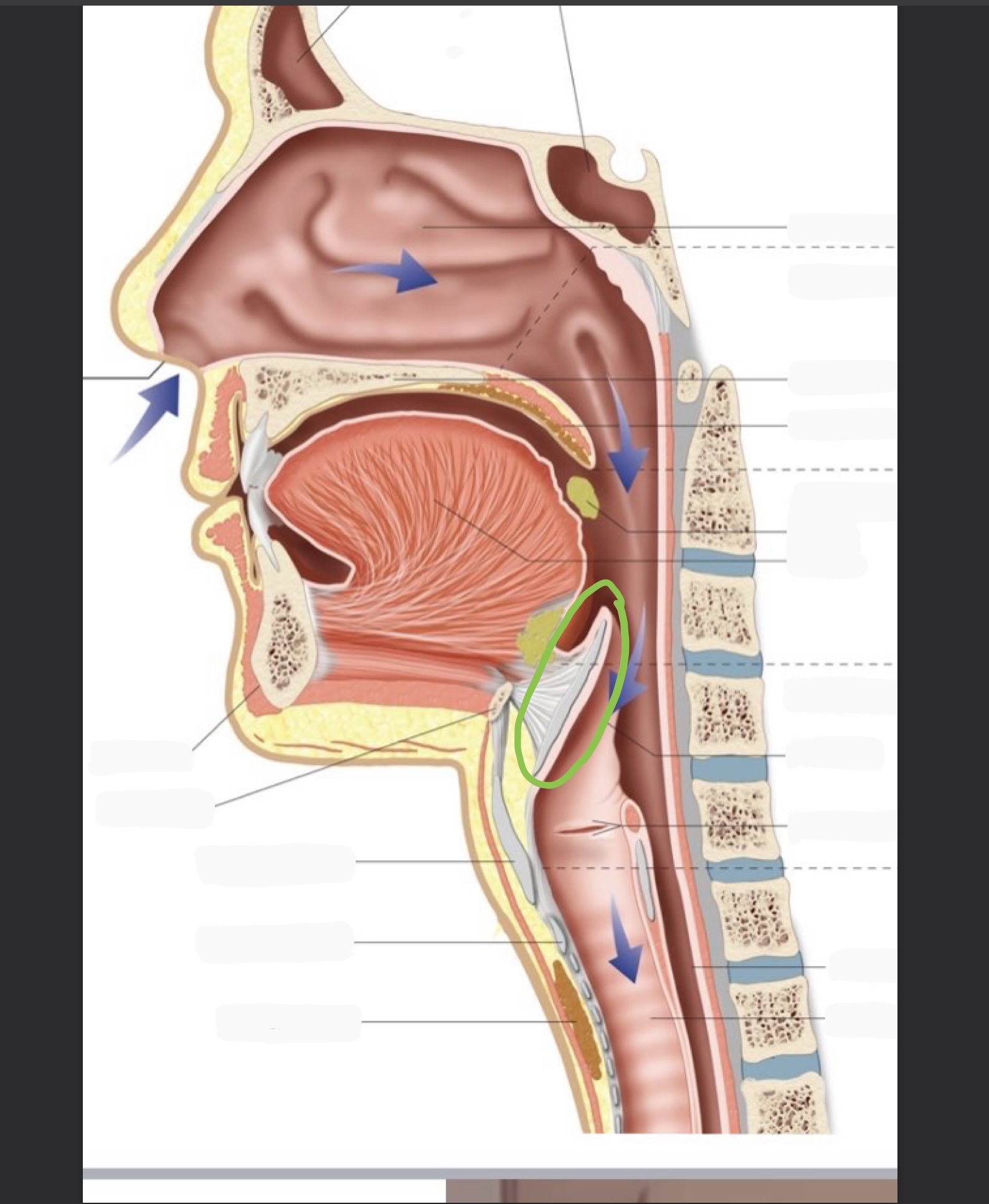 knowt flashcard image