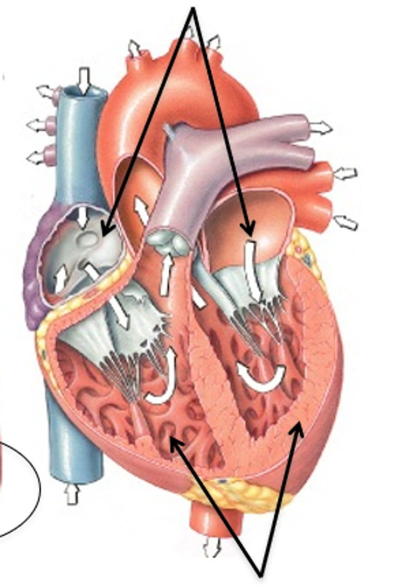 <p>bottom black arrows</p>