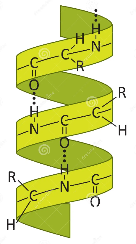 <p>secondary structure form of a protein; human hair (keratin)</p>