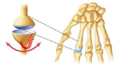biaxial, angular motion

Example: Metacarpophalangeal joints 2 to 5, radiocarpal joint, and metatarsophalangeal joints