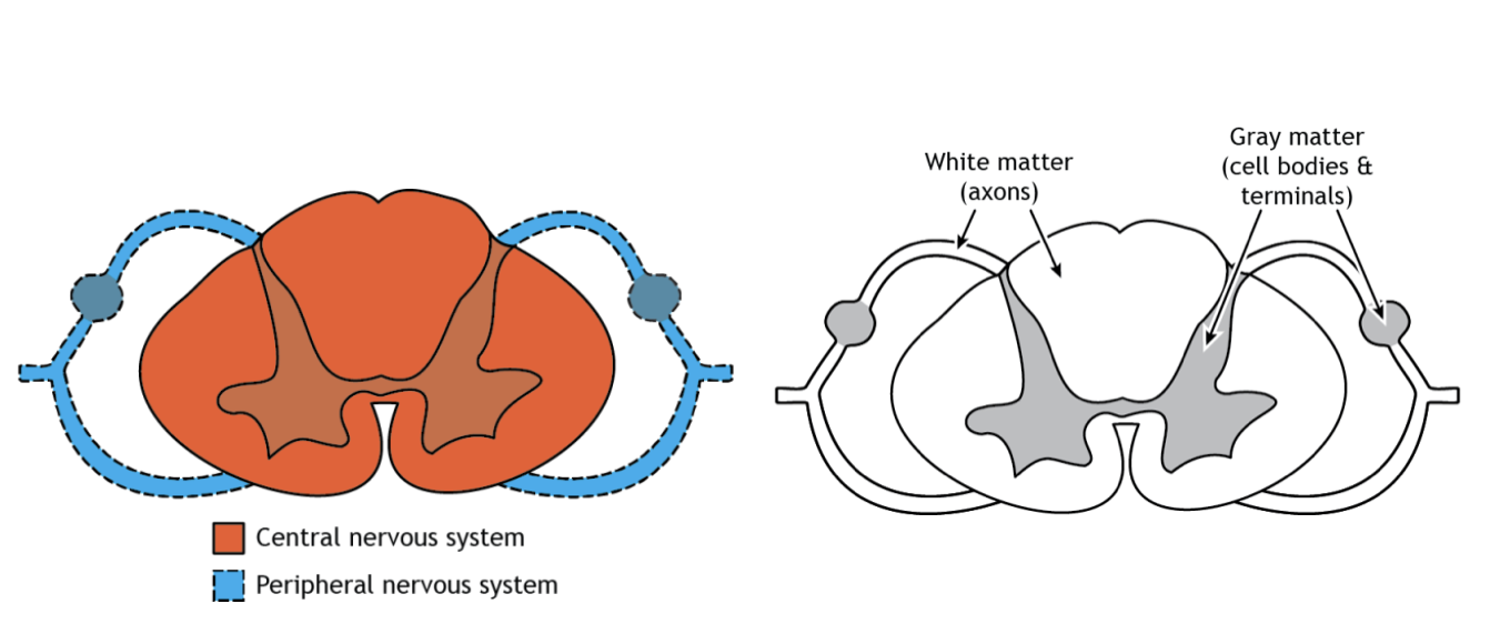 <p><strong>PNS contains fibers that enter/exit the spinal cord</strong></p>