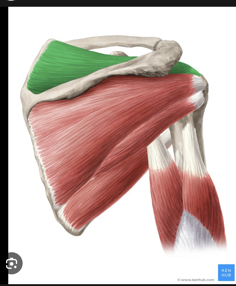 <p>Identify the highlighted muscle</p>