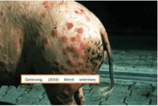 <p>Diamond Skin Disease&nbsp;</p>