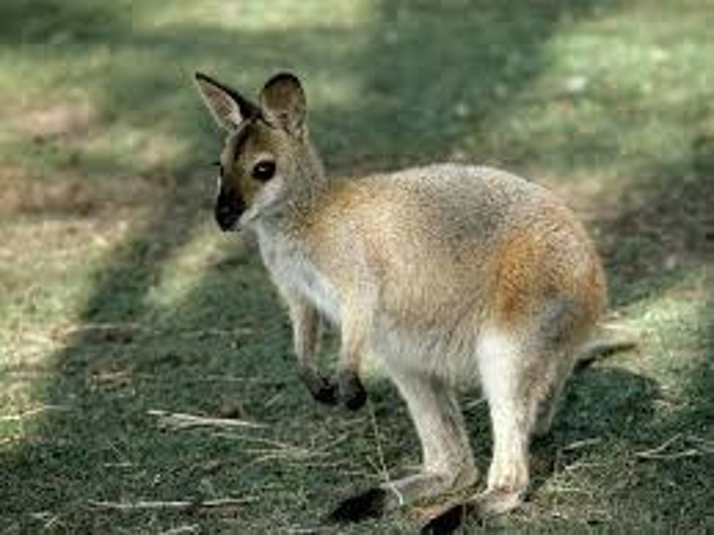 <p>A small to medium-sized marsupial related to kangaroos. (chuột túi Wallaby)</p>