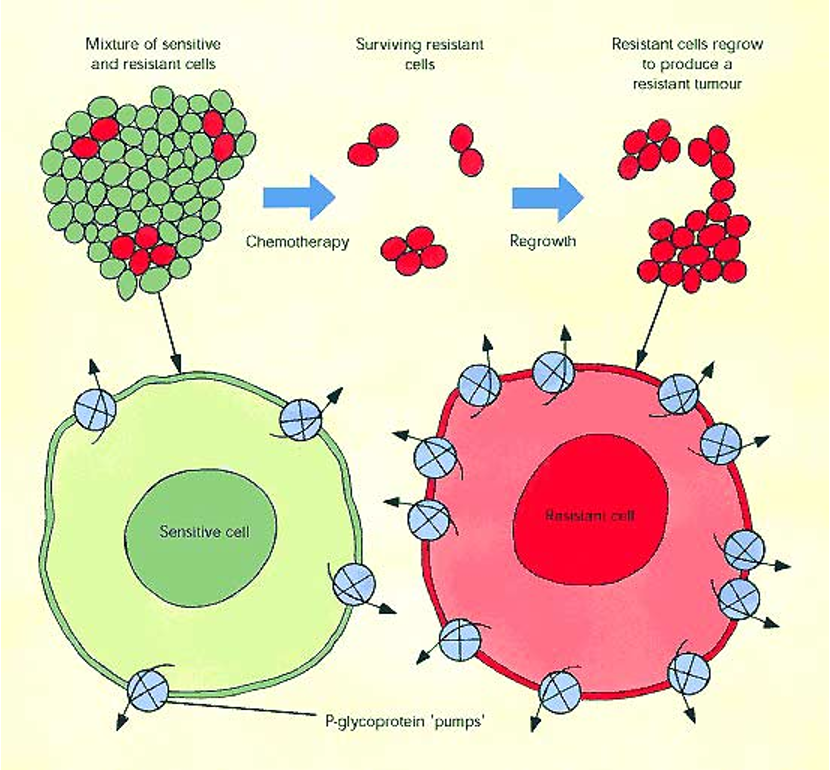 <p>Multidrug Resistance Protein</p><ul><li><p>ABCB1 is an ABC transporter that normally exports hydrophobic metabolites into bile or urine</p></li><li><p>in cancer: tumor cells overexpress ABCB1, leading to resistance to multiple chemotherapic drugs</p><ul><li><p>chemotherapy selects for cells with high ABCB1 expression → these cells survive and overgrow</p></li></ul></li></ul><p></p>