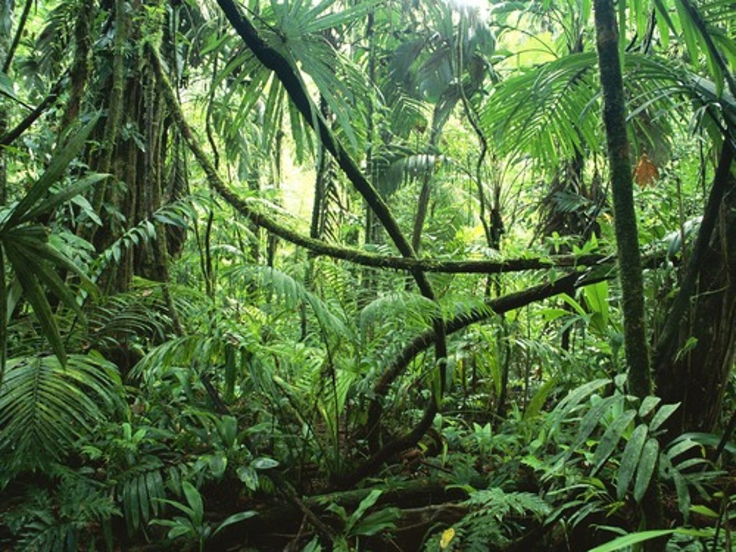 <p>la selva</p>