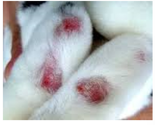 <p>Rabbit's feet have no footpads, just fur. What issue can this cause?</p>