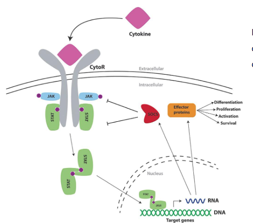 <p>negative feedback regulation of cytokine signalig by 8 different SOC proteins</p>
