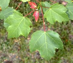 <p><span>In early spring, tiny red flowers, borne in erect clusters, appear before the leaves and are followed by red fruit.</span></p>