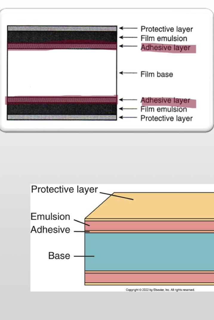 <ol><li><p>Film Base</p></li><li><p>Adhesive layer</p></li><li><p>Film emulsion</p></li><li><p>Protective layer</p></li></ol><p></p>