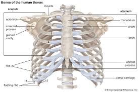 <p>Twelve pairs of curved bones that form the thoracic cage, articulating with the thoracic vertebrae posteriorly and the sternum (directly or indirectly) anteriorly. They protect internal organs like the heart and lungs.</p>