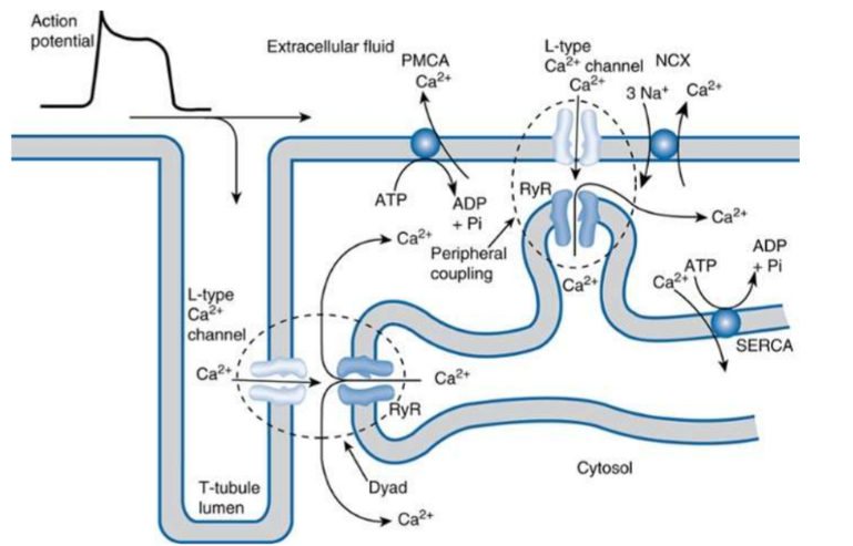 <p>relaxatie = daling intracellulaire Ca2+ concentratie → na wegpompen Ca uit cytoplasma (<10<sup>-7</sup>M)</p><ol><li><p>NCX (25%): Natrium Calcium Exchanger: 3 Na nr binnen, 1 Ca2+ nr buiten → belangrijk voor snelle relaxatie hartspier</p></li><li><p>SERCa/PMCa pomp (75%):</p><ol><li><p>SERCa nr SR</p></li><li><p>PMCa nr buiten</p></li></ol></li></ol><p>→ extracelullaire Ca2+ conc <strong>wel</strong> belangrijk voor hartspier: Ca2+ influx nodig voor initiatie contractie + bij relaxatie veel Ca2+ verlies dat moet w gecompenseerd</p>