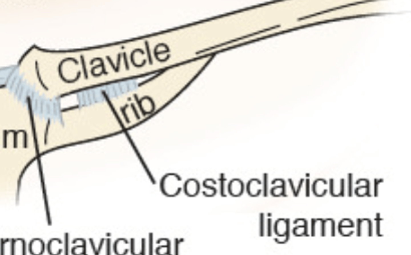 <p>- short, flat, rhomboid-shaped</p><p>- connects inferior surface of medial end of clavicle to superior surface of costal cartilage of first rib</p><p>- limits clavicular elevation</p>