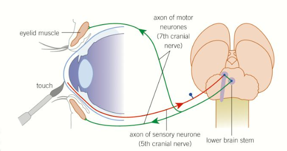 <ul><li><p>The blinking reflex is a <strong>cranial </strong>reflex often used by doctors to check that <strong>unconscious </strong>patients aren’t brain dead</p></li><li><p>When the cornea of the eye is irritated, an <strong>impulse </strong>is generated that travels to the <strong>lower brain stem</strong>, triggering both eyes to close quickly and involuntarily</p></li><li><p>This reflex is used by our bodies to prevent <strong>damage </strong>to the eyes eg. from dust</p></li></ul><p></p>
