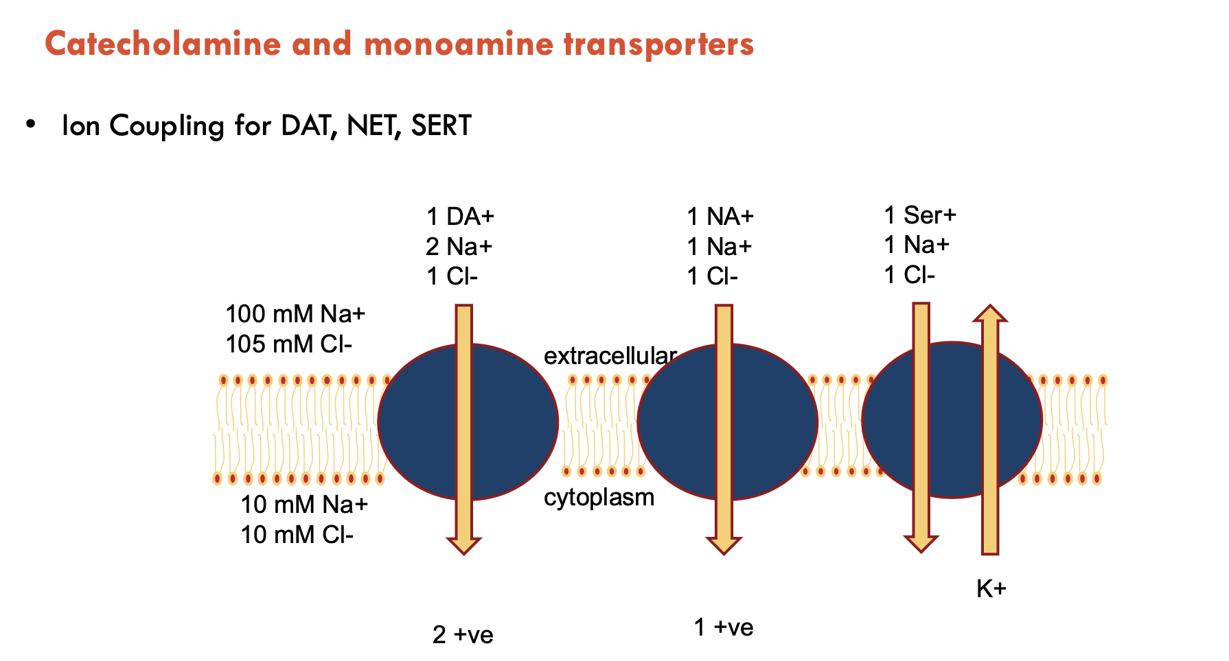 <p>DAT, NET, and SERT are all slightly different (do not need to know in detail)</p>