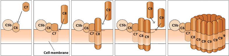 <p>- Additional complement factors create membrane-attack complex</p><p>(MAC) → Cell lysis!</p><p>- C5 and C3 are involved (C5b directly involved and C3b indirectly)</p><p>- C3b is indirectly involved as it is a C5 convertase</p>