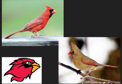 <p>What is the common name of this species</p>