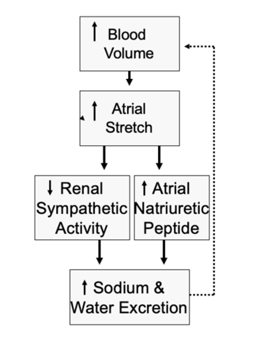 <p>Activation of low-pressure receptors in atrial and pulmonary artery reflexes enhances Na+ and water by: (3)? </p>