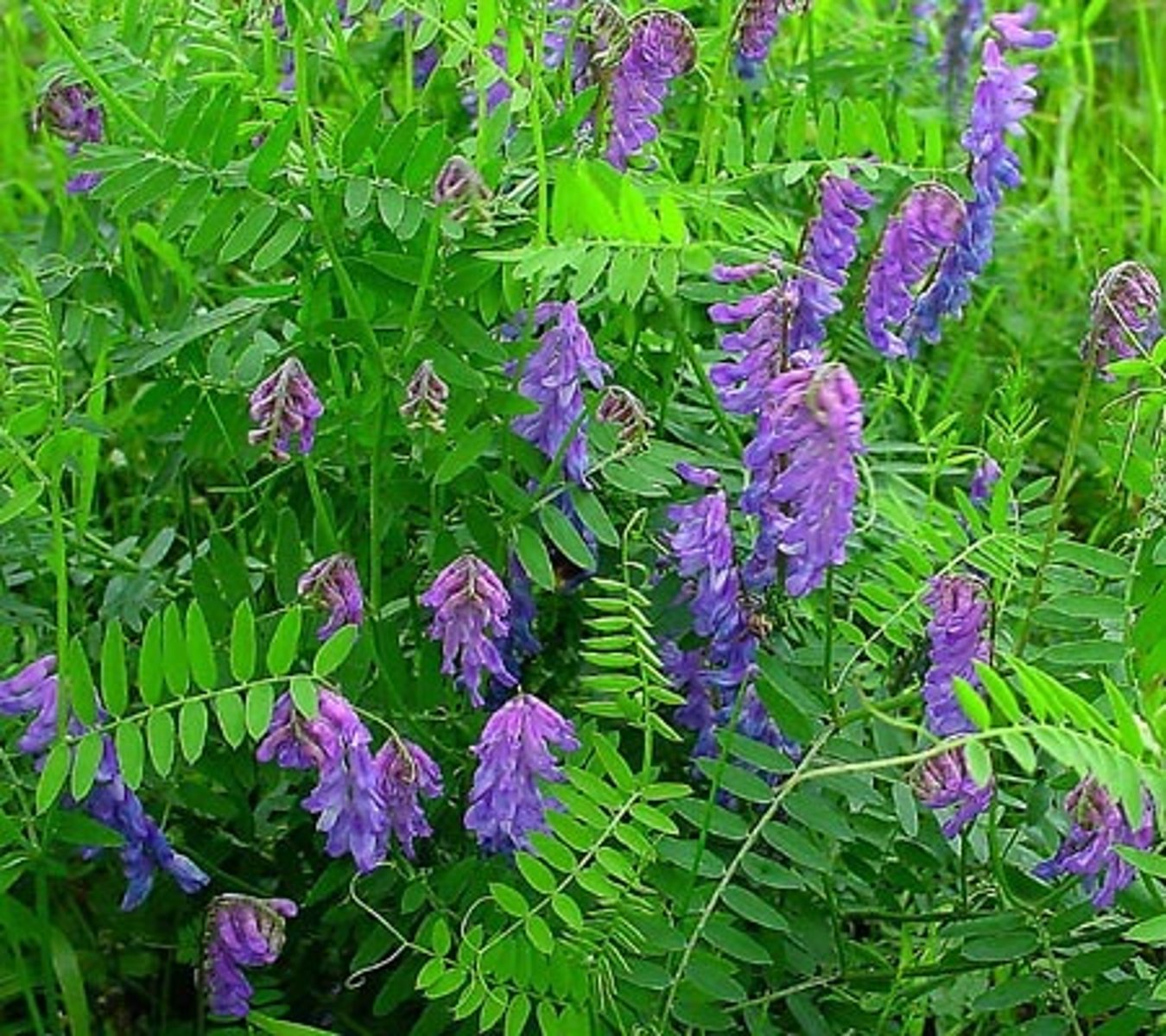 <p>welke plant</p>