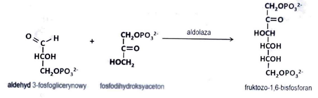 <p>(Liazy)</p><p>Rozszczepia wiązania C–C (np. w glikolizie).</p>