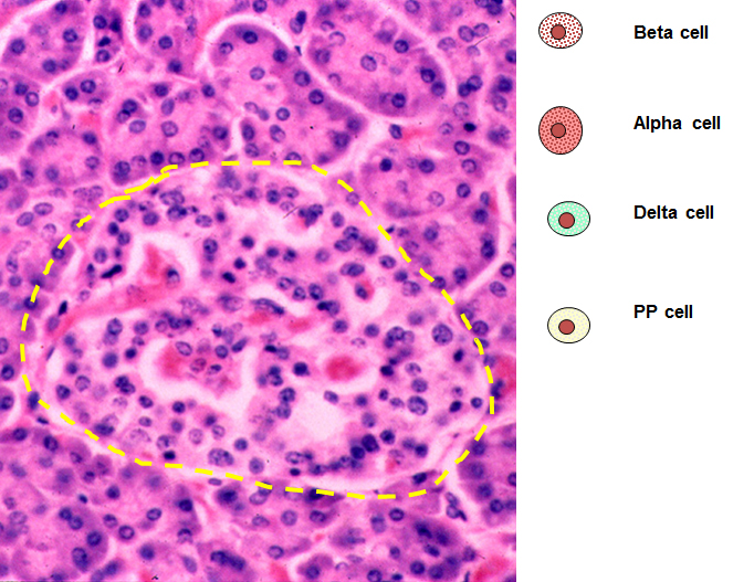 <p>Below is a histological specimen of the Islet of Langerhans encircled by the yellow dashed line.</p><p>Match the cell types indicated on the right with what they produce.</p><p>a) pancreatic polypeptide</p><p>b) aldosterone</p><p>c) somatostatin</p><p>d) epinephrine</p><p>e) glucagon</p><p>f) glucocorticoid</p><p>g) pancreatic lipase</p><p>h) insulin</p><ol><li><p>beta cell</p></li><li><p>alpha cell</p></li><li><p>delta cell</p></li><li><p>PP cell</p></li><li><p>not by a cell in the islet</p></li></ol><p></p>
