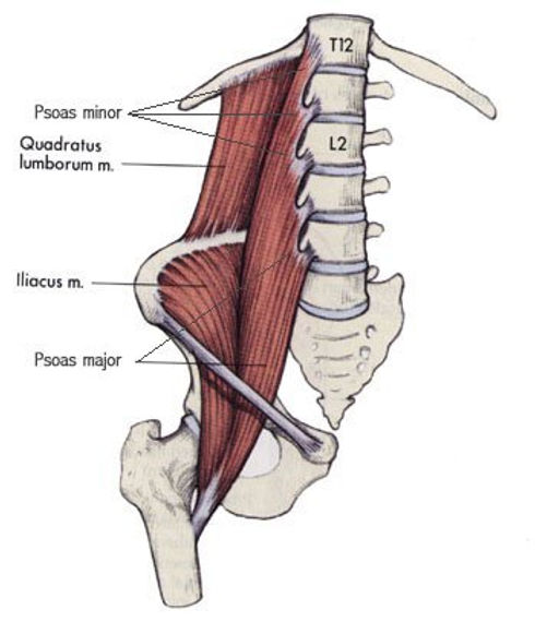 <p>extends and laterally flexes vertebral column</p><p>anterior rami of spinal nerves L1-L4</p>