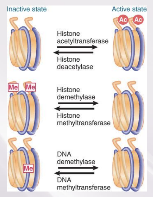 <ul><li><p>Remodeling complexes can facilitate binding of acetyltransferase complexes, and vice versa. </p></li><li><p>Histone methylation can also recruit chromatin- modifying complexes. </p></li><li><p>Different modifications and complexes facilitate transcription elongation</p></li><li><p>highly methylated DNA = DNA that has been silenced for good</p><ul><li><p>done once gene is no longer needed ever again</p></li></ul></li></ul>