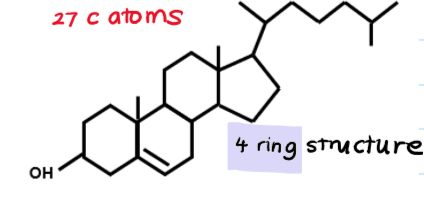 <p>27 carbon atoms, 4 rings</p><ul><li><p>rigidity for cell membranes</p></li><li><p>precursor for steroid hormones (sex hormones, aldosterone)</p></li><li><p>raw material for bile salts and vit D</p></li></ul>