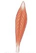 <p>fascicle arrangement that insert into tendon from both sides</p>