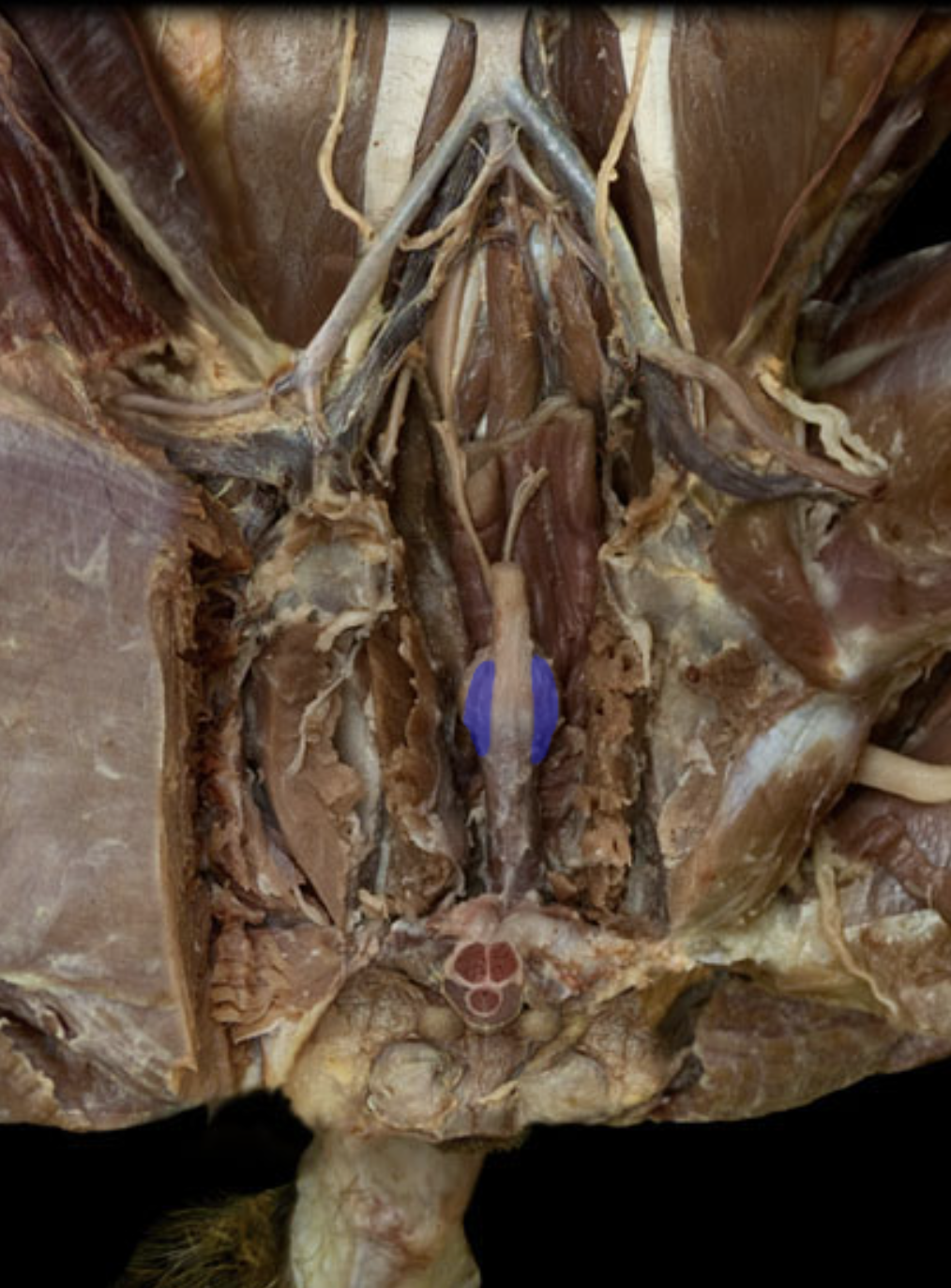 knowt flashcard image