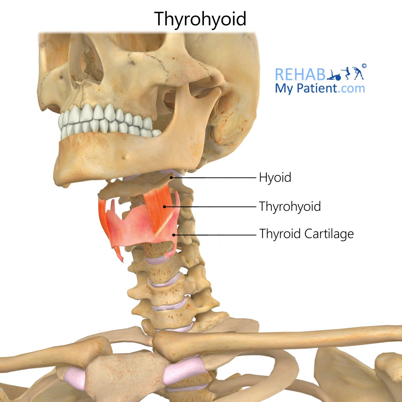 <p>O: Thyroid cartilage of larynx </p><p>I: Hyoid</p><p>A: Elevates larynx, depresses hyoid</p>