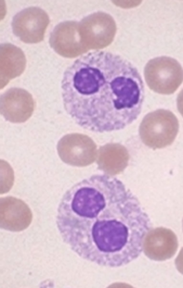 <p>- Peanut-shaped, bilobed, or non-segmented granulocyte</p>