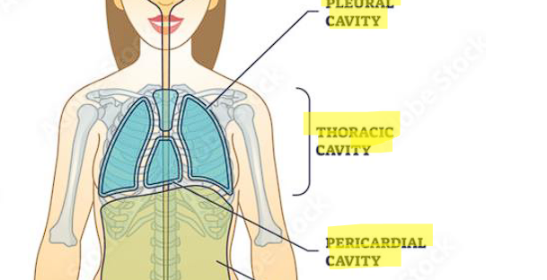 <p>in the mediastinum region on the lower half part </p>