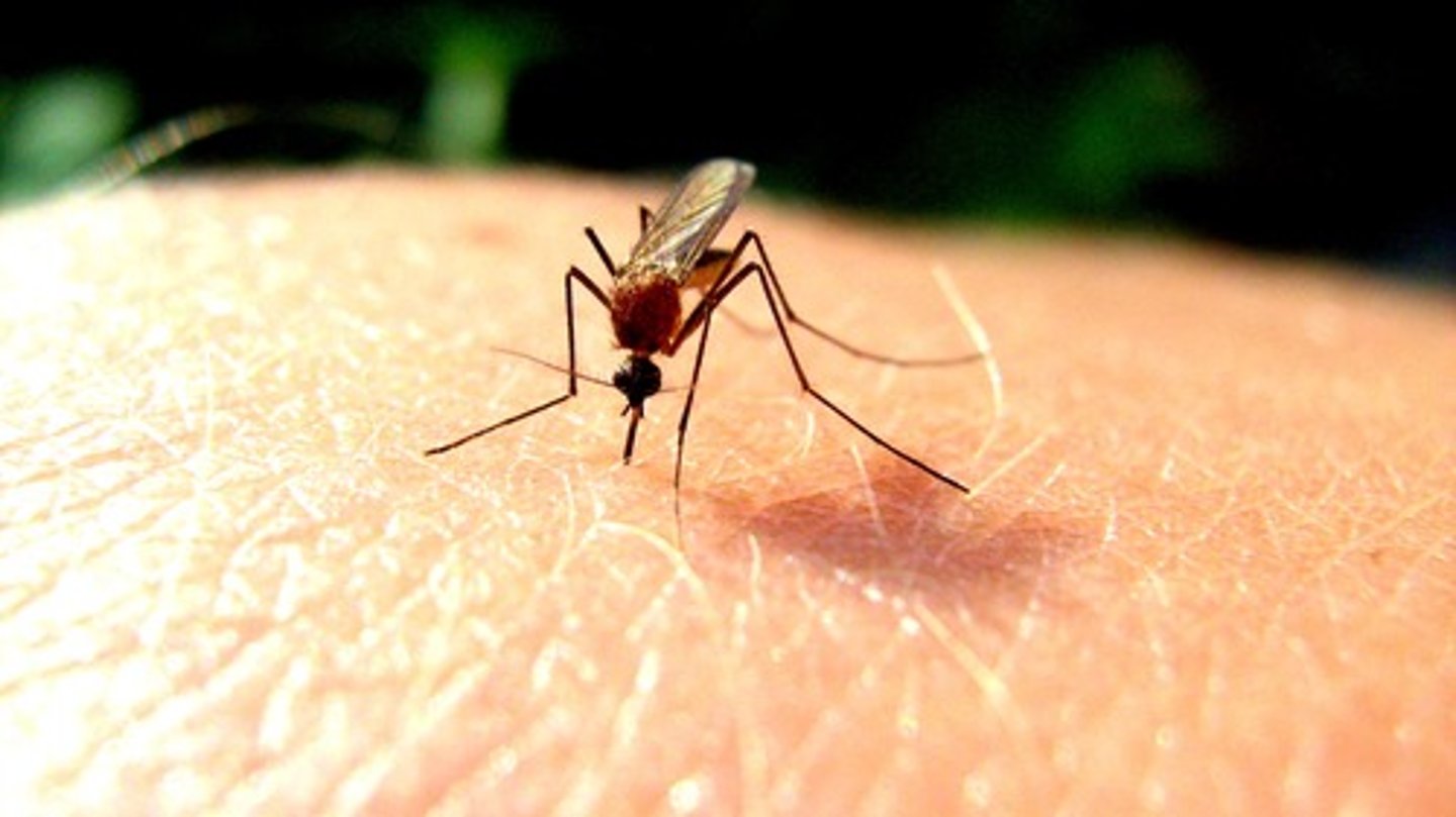 <p>mosquito</p>
