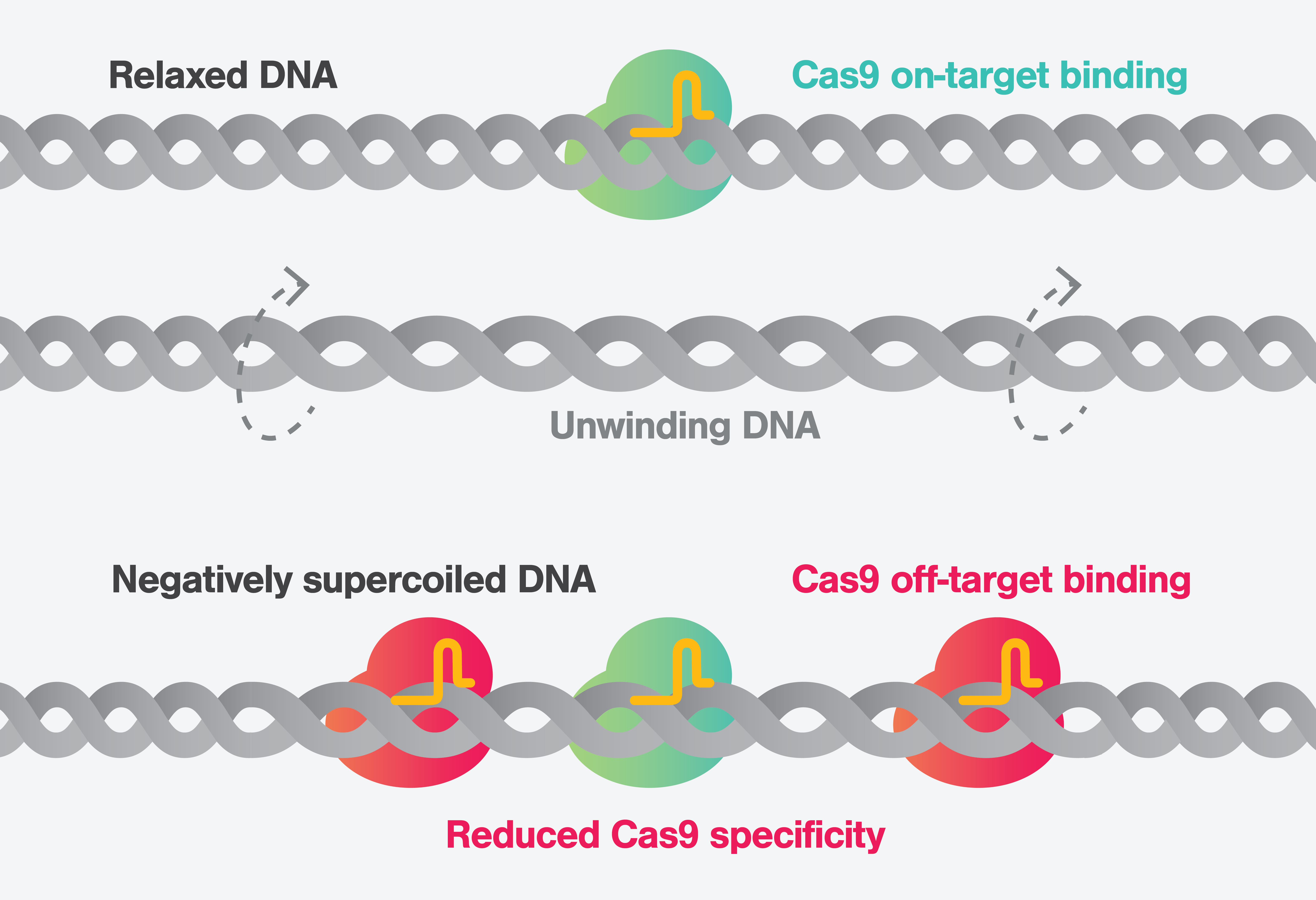 <p>DNA that is twisted beyond its relaxed state. Can be positively or negatively supercoiled</p>