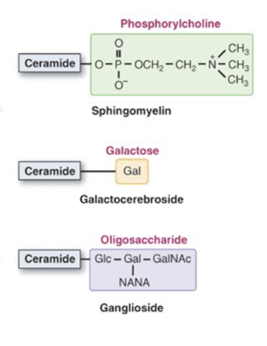 <p>Sphingomyelin - myelination of neurons NOT TRUE. Its just a phospho sphingolipid that's in all plasma membranes. The glycolipids n cerebro lipids - enrichment in nervous tissue like galactic cerebro lipids (sphingolipids w/ galactose). The glycolipids further broken down to cerebrosides n gangliosides. Diff: cerebrosides only have sugar while gangliosides add sialic acid which is known as neuraminic acid or NANA. Cleaving neuraminic acid using neuraminidase.</p>